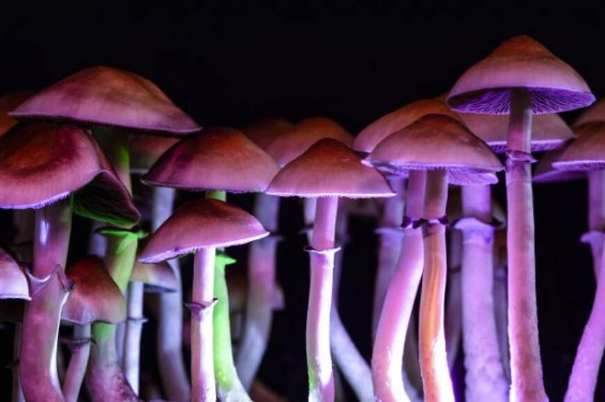 champignon magique